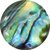 Abalone